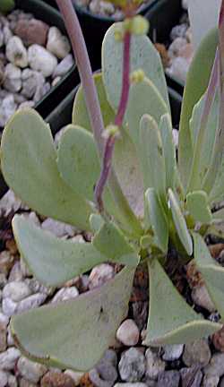 (Othonna lepidocaulis)