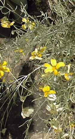 Paper flower(Psilostrophe cooperi)