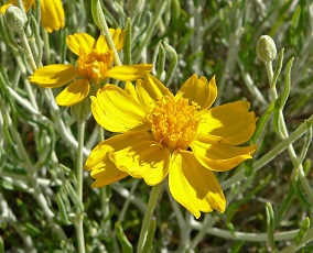 Paper flower(Psilostrophe cooperi)