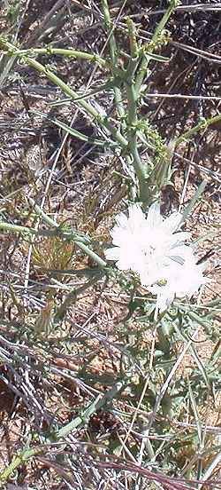 New Mexico Plumseed, Desert Chicory(Rafinesquia neomexicana)