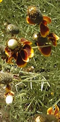 Mexican Hat, Upright Prairie Coneflower(Ratibida columnifera)