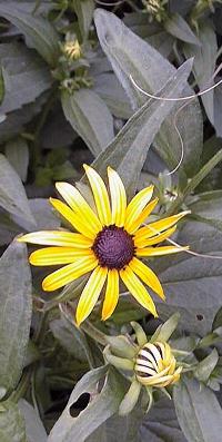 Orange Coneflower(Rudbeckia fulgida)