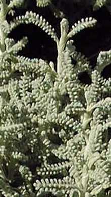 Lavender Cotton(Santolina chamaecyparissus)