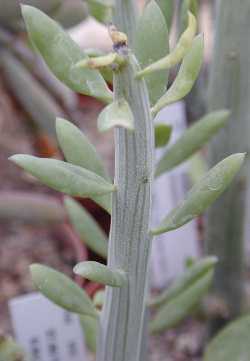 (Senecio anteuphorbium)