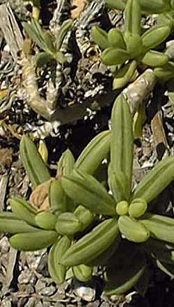 (Senecio bulbinefolius)