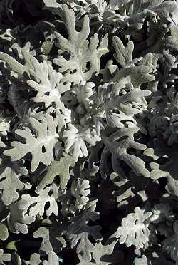 Dusty Miller(Senecio cineraria)