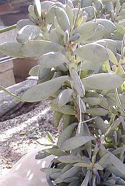 (Senecio crassissimus)