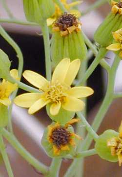 (Senecio crassissimus)