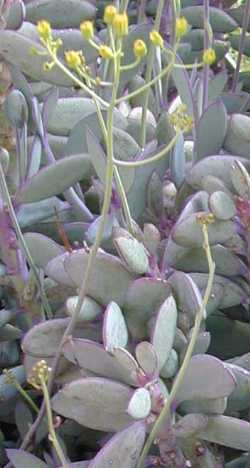 (Senecio crassissimus)