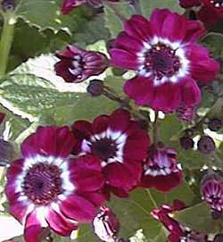 Cineraria(Senecio cruentus)