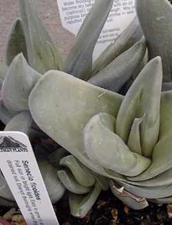 (Senecio ficoides)