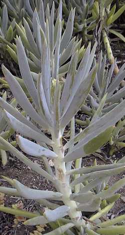 (Senecio ficoides)