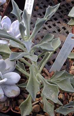 Spear Head(Senecio kleiniiformis)