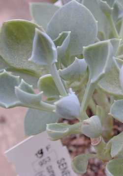 Spear Head(Senecio kleiniiformis)