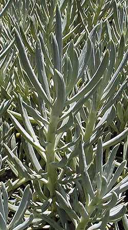 Blue Finger(Senecio mandraliscae)