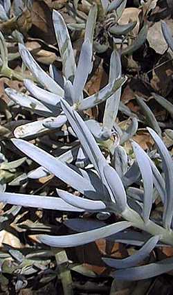 (Senecio serpens)