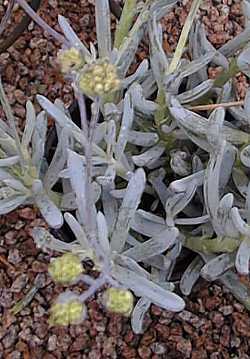 (Senecio serpens)