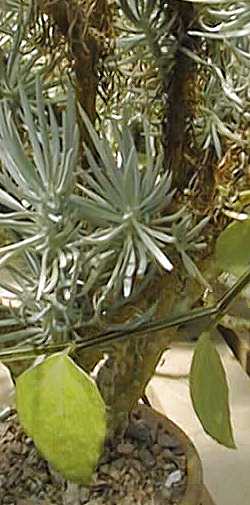 (Senecio cylindricus)