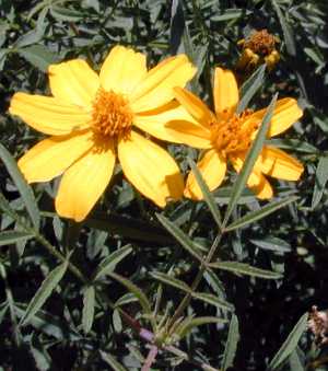 Mount Lemmon Marigold, Mountain Marigold(Tagetes lemmonii)