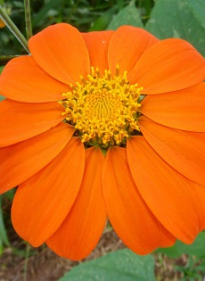 Mexican Sunflower(Tithonia rotundifolia)