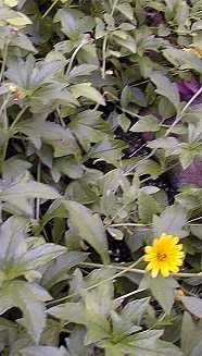 Yellow Dots(Sphagneticola trilobata)