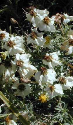 Desert Zinnia(Zinnia acerosa)