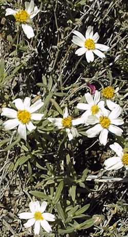 Desert Zinnia(Zinnia acerosa)