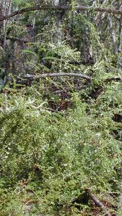 Madeira Vine(Anredera cordifolia)