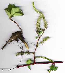 Madeira Vine(Anredera cordifolia)