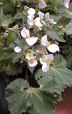 (Begonia 'Boncelli')