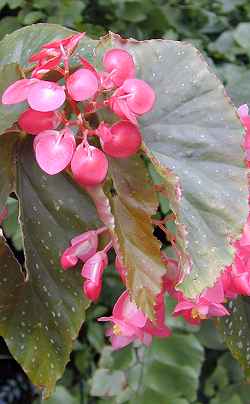 (Begonia corallina)