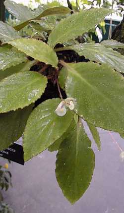 (Begonia herbacea)