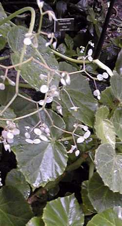 (Begonia manicata)