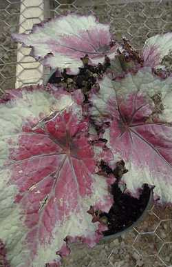 Rex Begonia, Painted Leaf Begonia(Begonia rex)