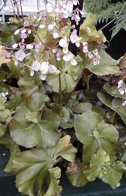 (Begonia urophylla)