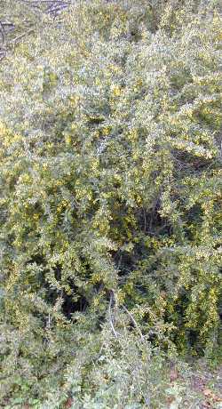 Chinese Barberry(Berberis bergmanniae)