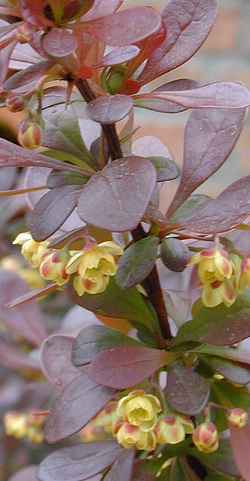 Japanese Barberry(Berberis thunbergii)