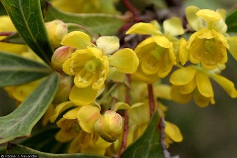 Barberry, Algerita(Mahonia trifoliolata)