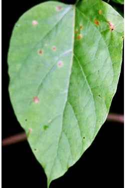 Southern Catalpa, Caterpillar Tree(Catalpa bignonioides)