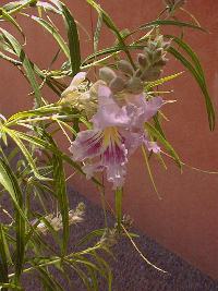 Desert Willow, Desert Catalpa(Chilopsis linearis)