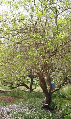 Chitalpa(Chitalpa tashkentensis)