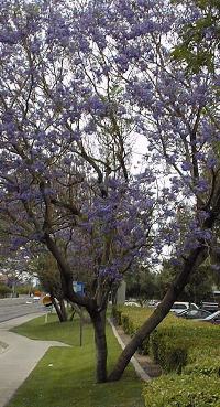 Blue Jacaranda(Jacaranda mimosifolia)