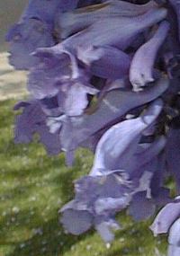 Blue Jacaranda(Jacaranda mimosifolia)