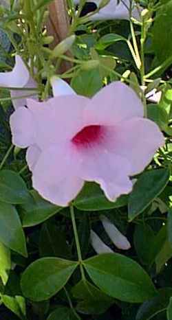 Bower Vine(Pandorea jasminoides)