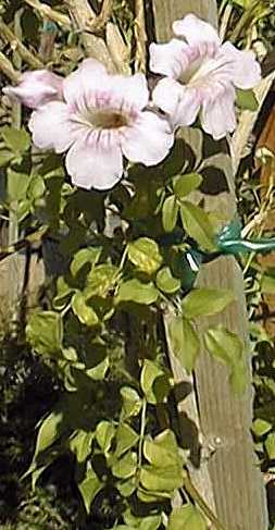 Pink Trumpet Vine(Podranea ricasoliana)