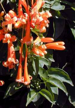 Flame Vine(Pyrostegia venusta)