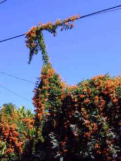 Flame Vine(Pyrostegia venusta)