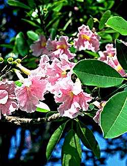 ipê, Pau d'arco, Pink Trumpet Tree(Tabebuia impetiginosa)