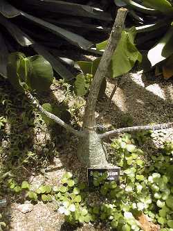 Shaving Brush Tree(Pseudobombax ellipticum)