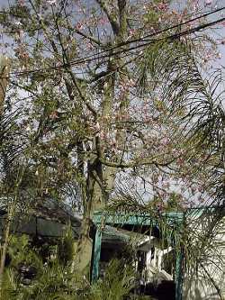 Silk Floss Tree